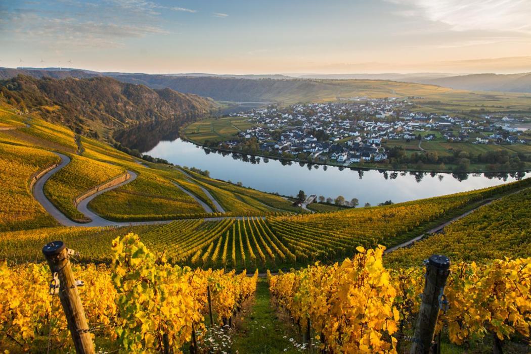 Hotel- Weingut- Moselloreley พิสพอร์ต ภายนอก รูปภาพ